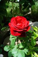 Red Rose Spring Summer Beautiful