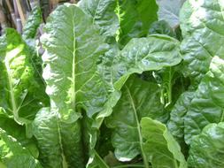 large spinach leaves