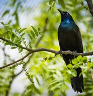 Beautiful and colorful bird, perched on the branch with green leaves