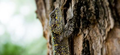 Animal Lizard tree