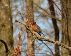 red and black Bird on tree Branch