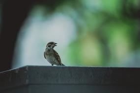 Bird sparrow Macro