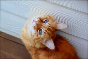 red kitten looks up, head Close-Up