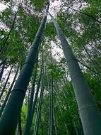 Natural Bamboo