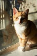 Beautiful and cute, white and ginger cat in light and shadow