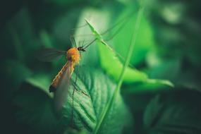 Close-Up photo of Green Insect on leaf