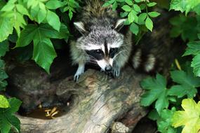 Cute, beautiful and colorful racoon on the wood, among the green and yellow leaves