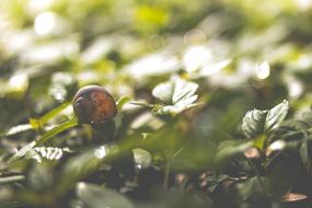 Leaves Mollusk