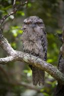 Tawny frogmouth, Australian Bird on tree