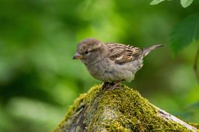 brown small Animal Bird in wildlife