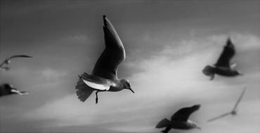 Gulls Animals Birds