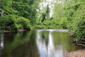 green trees in the river in the forest