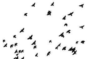 flock birds animals pigeons flying