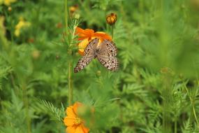 butterfly on a green field