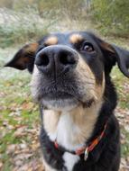Dog Pet Black nose