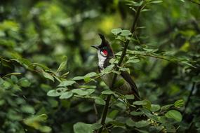 Red-whiskered bulbul, bird in greenery on a blurred background
