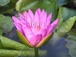 Purple Lilies Status