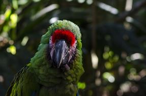 Beautiful and colorful parrot bird, among the colorful plants