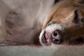 photo of Dog Sleep