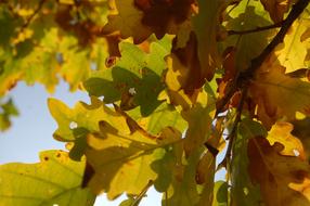 Autumn Oak