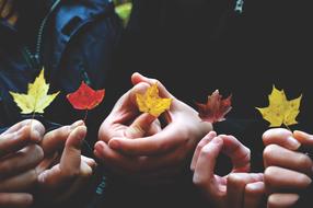 Autumn Leaves Colors