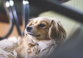Cute Dog relax