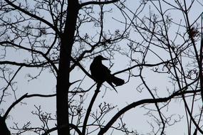 raven Bird perched Branch silhouette at sky