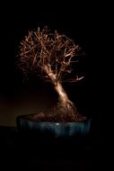 Bonzai Tree Light Coloring
