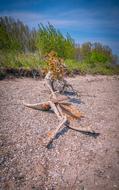 Rhine River Nature