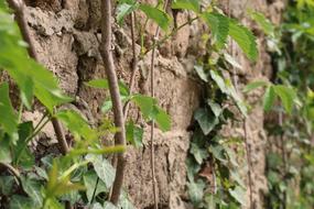 Brick Green Leaf
