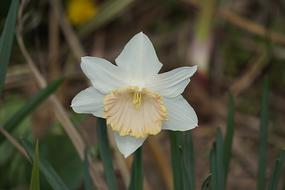 Blanc Fleur Flore La