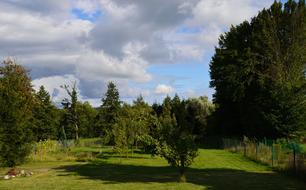 Green Tree