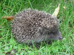 Hedgehog Animanl green grass
