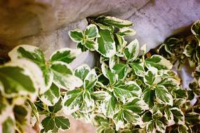 Garden Vine