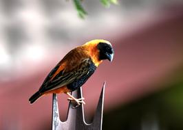 Finch Bird Garden orange