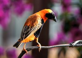 Finch Bird in Garden