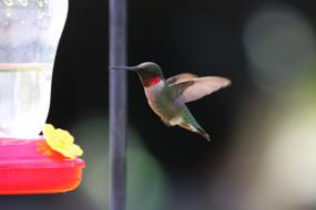 Bird red small on a blurred background