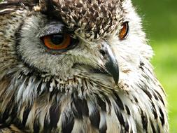 owl Bird Close-Up