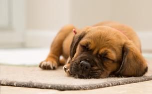 Cute red puppy Dog sleeping on mat