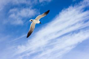 bird with wide wingspan in flight on a clear day