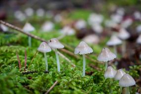 Hamid Mushroom