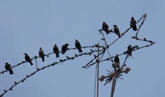 Starlings Christmas Star Belen