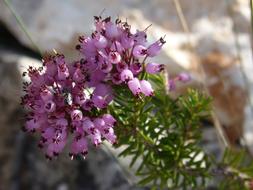 Heather Winter Bruguera Erica