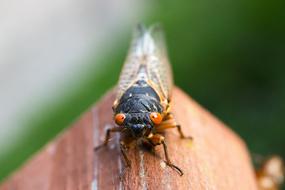 Cicada Insect Close-Up