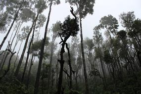 long trees in the fog