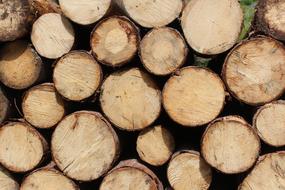 Chopped Wood Firewoods Logs