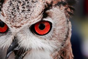 Animal Avian Beak