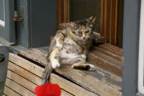 funny Cat Sitting on windowsill