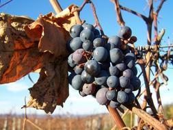Red Grapes Autumn Ripe