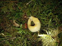 Banana Slug Rainforest
